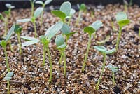 Développement de la croissance des semis 'Envy' de Zinnia elegans