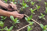 Planter des bouchons de Zinnia dans un parterre de fleurs en utilisant des cannes de jardin comme aide à la plantation pour garder les cultivars séparés