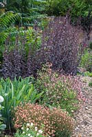 Parterre herbacé de Diascia barberae 'Blackthorn Apricot', Iris germanica 'Harriette Halloway', Salvia microphylla 'Ribambelle', Atriplex hortensis var. rubra et Ailanthus altissima