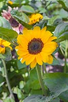 Helianthus annuus 'Vincent's Choice'