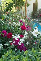 Jardin du paradis. Office turc du tourisme. RHS Hampton Court Palace Flower Show 2015. Un jardin avec des éléments islamiques traditionnels. Parterre de fleurs mélangé avec des roses parfumées, des lys et des herbes. Rosa 'Darcey Bussell '.