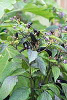Capsicum annum - Piment 'Pot Black' - Août - Oxfordshire