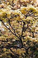 Acer pseudoplatanus 'Brilliantissimum' - - fin avril - Kew Gardens, Londres, Royaume-Uni