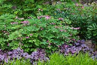 Dicentra spectabilis - Lamprocapnos spectabilis, Heuchera 'Blackberry Jam' - fin avril - Kew Gardens, Londres, Royaume-Uni