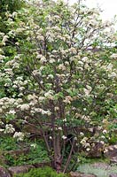 Sorbus aucuparia - fin avril - Kew Gardens, Londres, Royaume-Uni