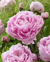 Paeonia Sarah Bernhardt