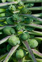 Brassica oleracea var. gemmifera - Chou de Bruxelles 'Maxima'