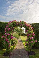 Rosa 'Madame Isaac Periere' sur une arche de rose formelle