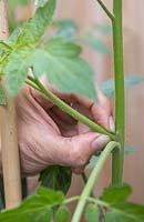 Pincer les pousses latérales de la plante de tomate