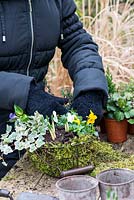 Planter un panier de janvier. Étape 5: Remplissez les lacunes avec des altos de longue durée et Eranthis hyemalis, des aconites d'hiver.