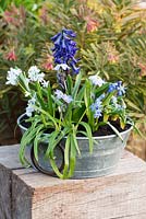 Pot d'avril planté de tous les bulbes bleus: Scilla siberica, Puschkinia libanotica, Muscari 'Peppermint', Jacinthe 'Peter Stuyvesant' et Ipheion 'Rolf Fiedler '.