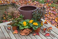 Matériel nécessaire pour planter un pot d'hiver avec Primula. Avec Carex buchananii, Fern, Primula, Pieris 'Forest Flame' et Rhododendron obtusum 'Canzonetta' - Azalée japonaise