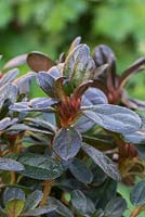 Rhododendron obtusum 'Canzonetta' - Azalée japonaise