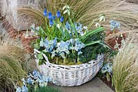 Un panier de février planté de Galanthus 'Cowhouse Green', Muscari armeniacum, Lithodora diffusa 'Heavenly Blue', Iris reticulata 'Katharine Hodgkin et ivy.