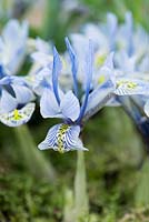 Iris reticulata 'Katharine Hodgkin', bulbe à fleurs d'hiver, en janvier et février