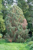 Juniperus recurva var. coxii