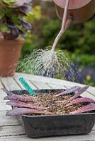 Nourrir les feuilles d'Aeonium arboreum avec de l'eau