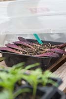 Couvrant les feuilles d'Aeonium arboreum propagées avec un couvercle en plastique, pour retenir la chaleur et l'humidité