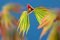 Acer palmatum 'Trompenburg' - Feuille émergente