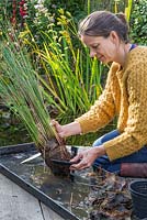 Coupez les côtés du panier de l'étang et retirez soigneusement votre plante aquatique, Juncus inflexus - Hard Rush