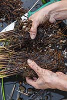À l'aide de vos mains, séparez soigneusement la plante pour créer deux moitiés égales, Juncus inflexus - Hard Rush