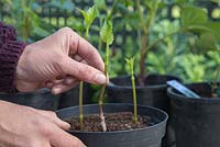 Planter des boutures de pousses de dahlia dans un pot, également espacées pour permettre la croissance