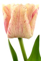 Tulipa 'Silk Road' - Tulipe de couleur crème avec des marques très variables rose rougeâtre, avril