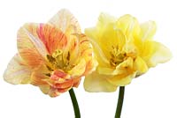 Tulipa 'Silk Road' - Tulipes de couleur crème avec des marques variables rose rougeâtre, avril