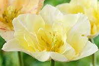 Tulipa 'Silk Road' - Tulipe de couleur crème avec des marques très variables rose rougeâtre, avril