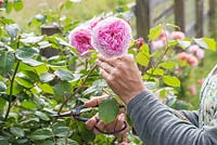 Femme coupant des fleurs de Rosa 'James Galway'