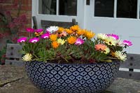 Mesembryanthemum - Livingstone Daisies dans un bol peint. The Garden House, Ashley, juin