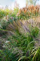 Parterre de gazon en octobre: Pennisetum viridescens, Miscanthus sinensis, Calamagrostis brachytricha. Jardin Buitenhof