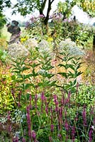 Eupatorium maculatum Boule de neige. Jardin Piet Oudolf Hummelo.