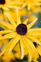 Rudbeckia subtomentosa. Échinacée douce