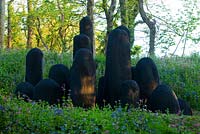 Monticule noir de David Nash - formes de chêne carbonisé dans un groupe sculpté dans un bois avec des jacinthes. Jardins de sculptures de Tremenheere, Cornwall