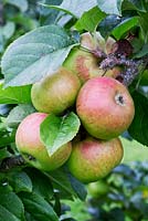 Malus domestica 'Orange Blenheim '. Pomme à cuire et à dessert tardive. Jardin et verger du domaine Herefordshire.