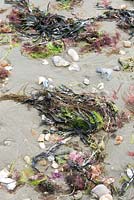Algues sur la plage - Le jardinier côtier.