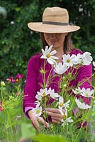 Une femme coupant des fleurs de 'pureté' Cosmos bipinnatus