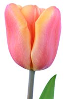 Tulipa 'Apricot Foxx' - Tulip Triumph Group. Souvent répertorié comme 'Apricot Fox', avril
