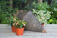Plantes pour planter un panier mural à thème rose. Pelargonium 'Frank Headley' et Begonia 'Blissful' Million Kisses series