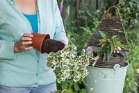 Enlever Pelargonium 'Frank Headley' du pot