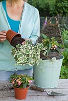 Enlever Pelargonium 'Frank Headley' du pot