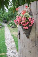 Panier mural à thème rose planté de Pelargonium 'Frank Headley' et Begonia 'Blissful' Million Kisses series, avec vue sur le chemin du jardin