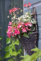 Panier mural à thème rose planté de Pelargonium 'Frank Headley' et Begonia 'Blissful' Million Kisses series