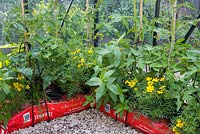 Plants de tomates avec plantation complémentaire de menthe, de tagètes et de ciboulette pour aider à garder la serre exempte de parasites