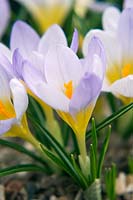 Ampoule naine Crocus 'Firefly', mars