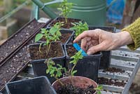 Ajout d'une étiquette végétale pour les boutures de résineux de Salvia 'Amistad'