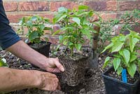 Planter des boutures de résineux de Salvia 'Amistad' dans un parterre de jardin avant