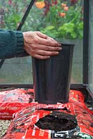 Insérez un pot en plastique profond dans les trous prédécoupés des sacs de culture de tomates