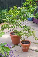 Deux pots en terre cuite sur un patio contenant des plants de bleuets